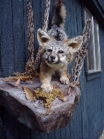 Grey Fox Taxidermy at Wild Things Taxidermy