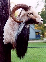 Texas Dall Taxidermy at Wild Things Taxidermy