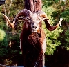 Corsican Ram Taxidermy At Wild Things Taxidermy