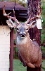 Whitetail Deer Taxidermy At Wild Things Taxidermy