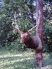 Elk Taxidermy At Wild Things Taxidermy