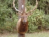 Elk Taxidermy At Wild Things Taxidermy