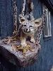 Gray Fox Taxidermy At Wild Things Taxidermy