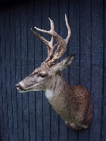 Whitetail Deer Taxidermy at Wild Things Taxidermy