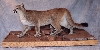 Mountain Lion Taxidermy At Wild Things Taxidermy